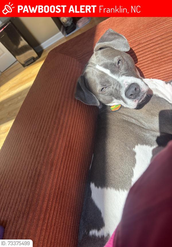 Lost Female Dog last seen Heading up the mountain near sugar creek and younce creek rd, Franklin, NC 28734