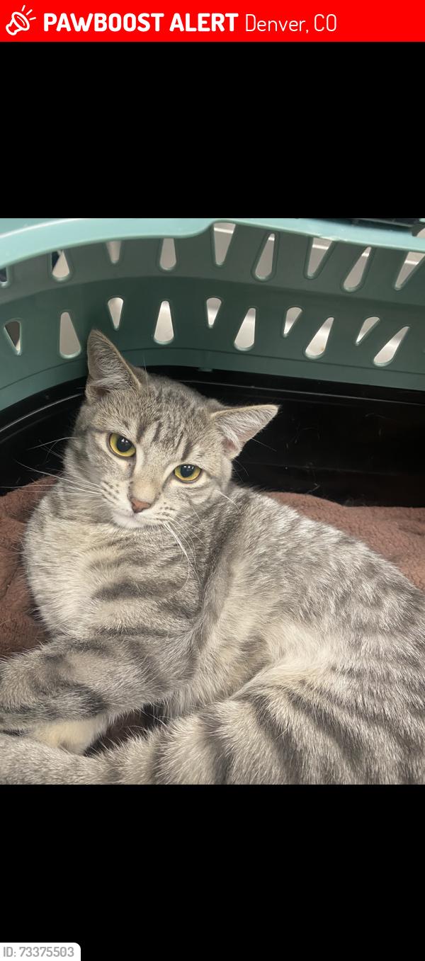 Lost Female Cat last seen Zuni z53 apmts, Denver, CO 80221