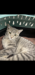 Lost Female Cat last seen Zuni z53 apmts, Denver, CO 80221