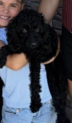 Lost Female Dog last seen Near w 10950 s, South Jordan, UT 84095