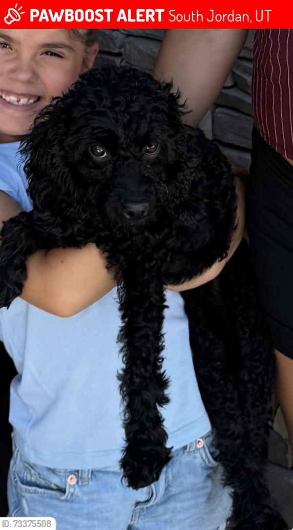 Lost Female Dog last seen Near w 10950 s, South Jordan, UT 84095