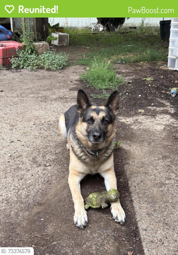 Reunited Male Dog last seen Near SE Bush St, Portland, OR 97206, USA, Portland, OR 97206