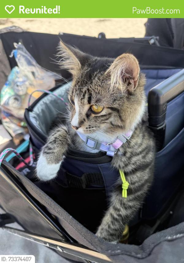 Reunited Female Cat last seen Midway drive, grocery outlet, San Diego, CA 92110
