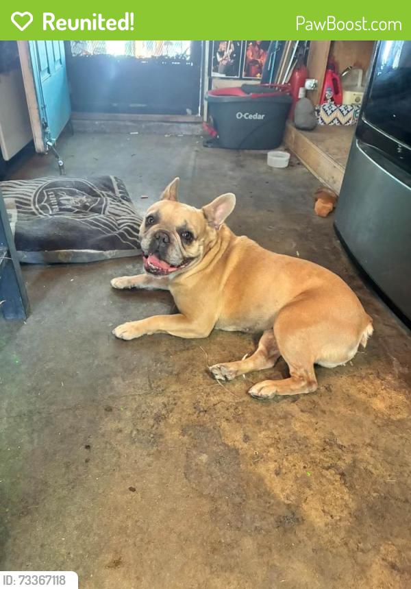 Reunited Male Dog last seen Big valley foods, Stockton, CA 95203