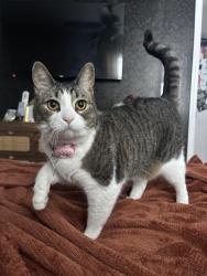 Lost Female Cat last seen Western ave, Albany, NY 12203