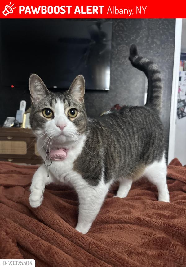Lost Female Cat last seen Western ave, Albany, NY 12203