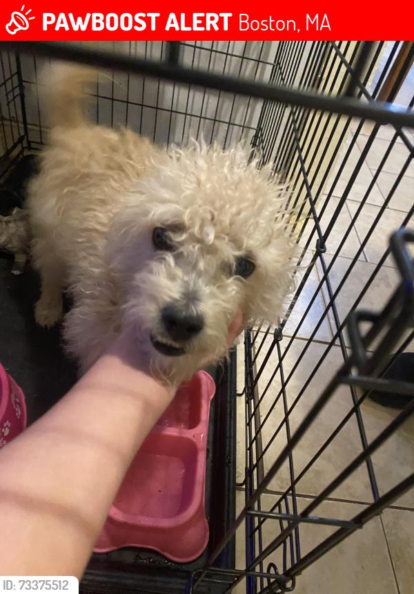 Lost Female Dog last seen Near Washington street, Boston, MA 02118