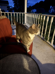 Found/Stray Male Cat last seen Schodack Dr. & Short St., Castleton-on-Hudson, NY 12033