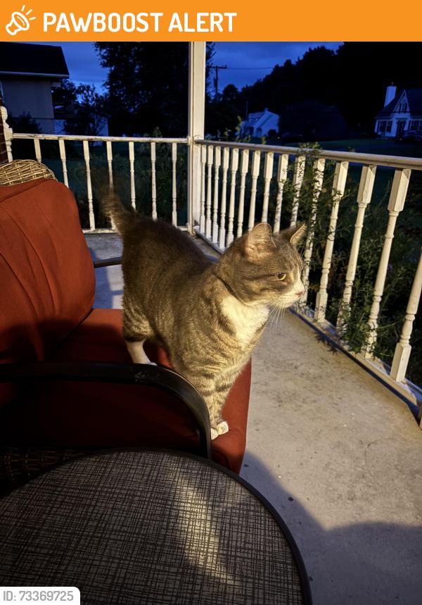 Found/Stray Male Cat last seen Schodack Dr. & Short St., Castleton-on-Hudson, NY 12033