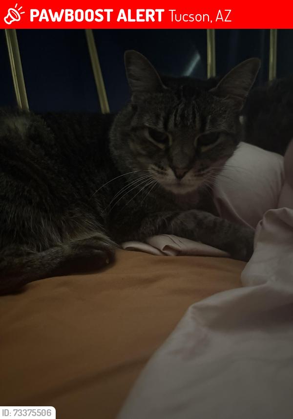 Lost Female Cat last seen Shannon Club, Tucson, AZ 85742
