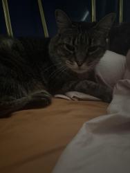 Lost Female Cat last seen Shannon Club, Tucson, AZ 85742