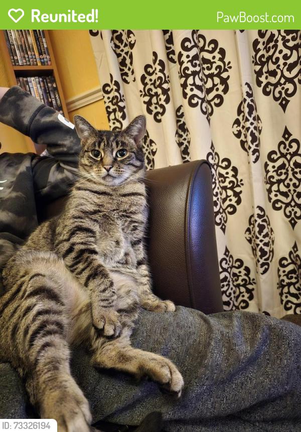 Reunited Male Cat last seen George Street Cleethorpes, North East Lincolnshire, England DN35 8HY