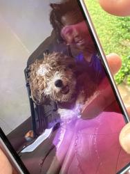 Lost Male Dog last seen Near Masondale ave, Durham, NC 27707