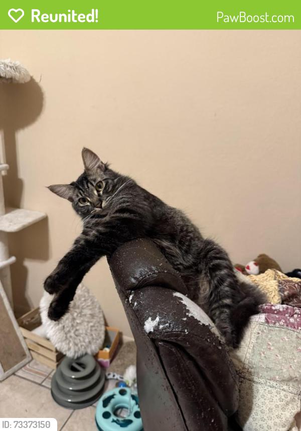 Reunited Female Cat last seen Dronfield and Pierce and Terra Bella, Los Angeles, CA 91331