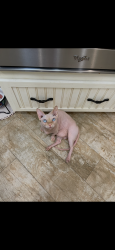 Reunited Male Cat last seen Croom Rd and Thayer St, Brooksville, FL 34601