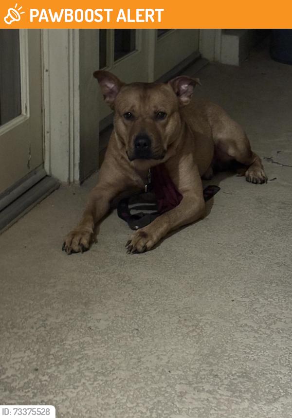 Found/Stray Male Dog last seen Beach Blvd and Hacienda Rd., La Habra Heights, CA 90631
