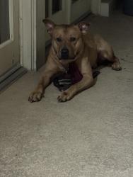 Found/Stray Male Dog last seen Beach Blvd and Hacienda Rd., La Habra Heights, CA 90631