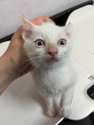 Shelter Stray Male Cat last seen Bexar County, 3353 Morningside Dr, New Braunfels, TX 78132, USA