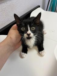 Shelter Stray Male Cat last seen Bexar County, 3353 Morningside Dr, New Braunfels, TX 78132, USA