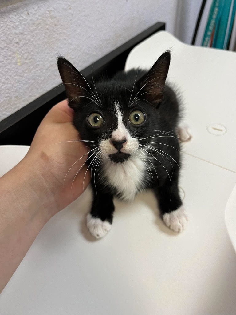 Shelter Stray Male Cat last seen Bexar County, 3353 Morningside Dr, New Braunfels, TX 78132, USA