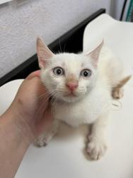 Shelter Stray Male Cat last seen Bexar County, 3353 Morningside Dr, New Braunfels, TX 78132, USA