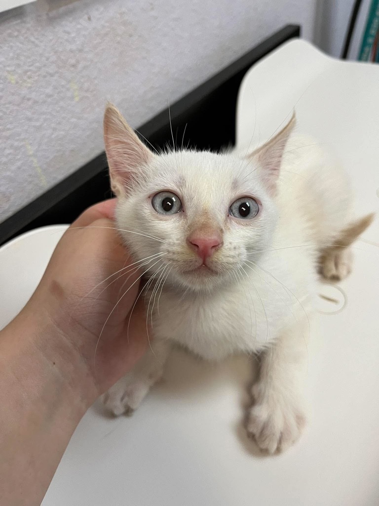 Shelter Stray Male Cat last seen Bexar County, 3353 Morningside Dr, New Braunfels, TX 78132, USA