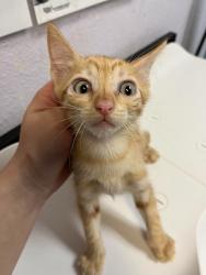 Shelter Stray Female Cat last seen Bexar County, 3353 Morningside Dr, New Braunfels, TX 78132, USA