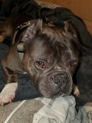 Lost Male Dog last seen Safeway on 56st and Park Ave, Tacoma, WA 98408