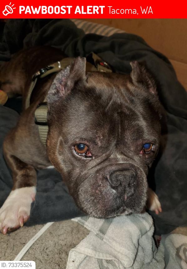 Lost Male Dog last seen Safeway on 56st and Park Ave, Tacoma, WA 98408