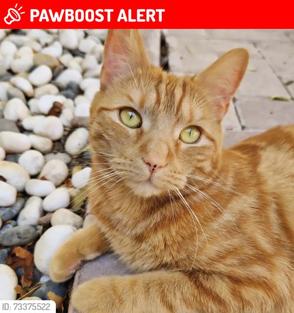 Lost Female Cat last seen Bourne Park, Suffolk, England IP2 8RS