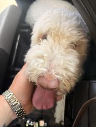 Reunited Unknown Dog last seen Rosecrans and Lytton, San Diego, CA 92110