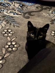 Lost Female Cat last seen Near st, Edmonton, AB 