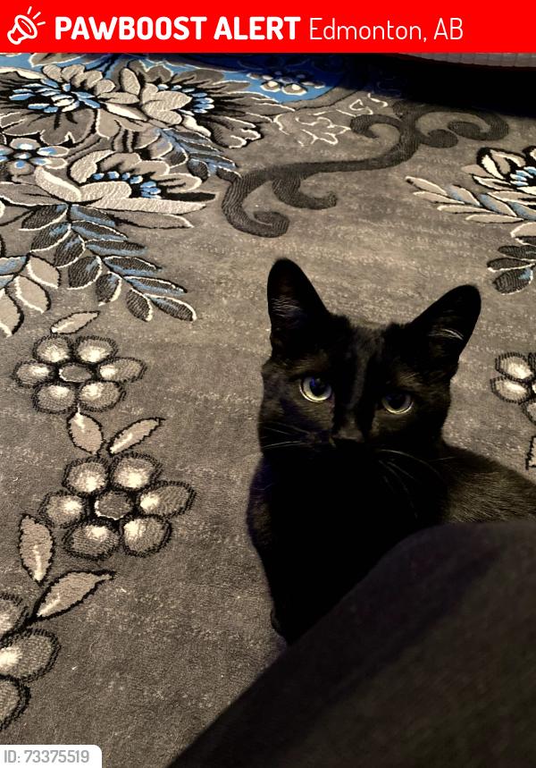 Lost Female Cat last seen Near st, Edmonton, AB 