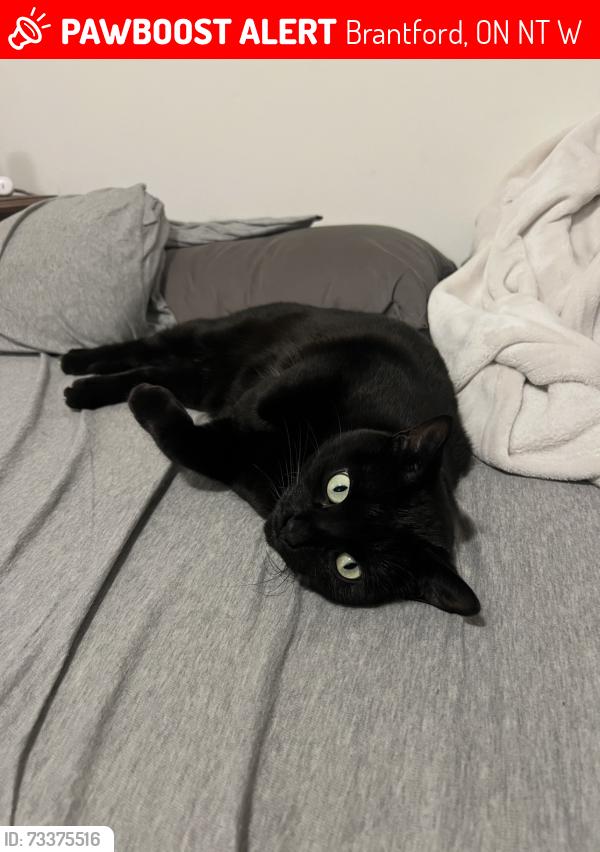 Lost Female Cat last seen Wilmot road, Brantford, ON N3T 0W7