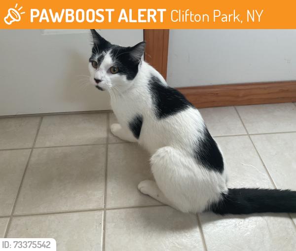 Found/Stray Unknown Cat last seen oaks, Clifton Park, NY 12065
