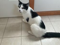 Found/Stray Unknown Cat last seen oaks, Clifton Park, NY 12065