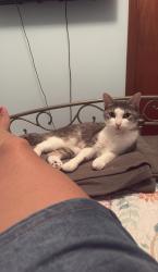 Lost Female Cat last seen Tuna court Turnbridge, Hamilton, ON L8W 1S1