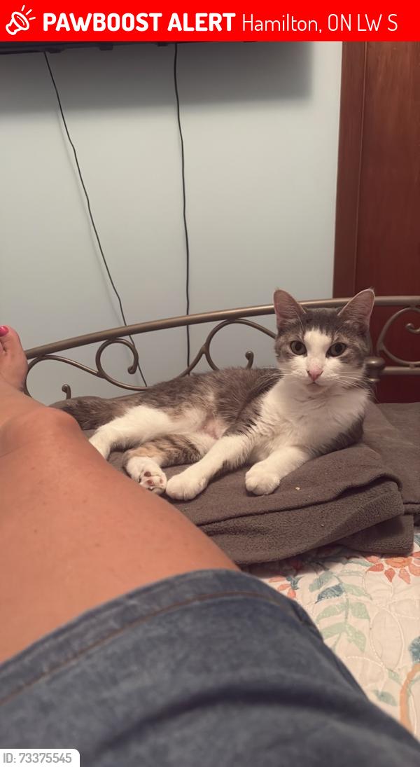 Lost Female Cat last seen Tuna court Turnbridge, Hamilton, ON L8W 1S1