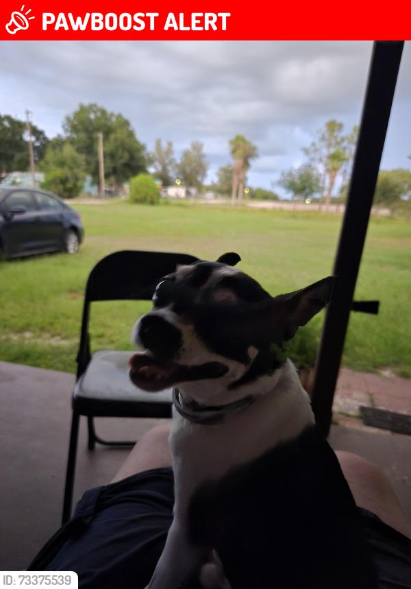 Lost Male Dog last seen Durant HS area, Hillsborough County, FL 33567