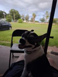 Lost Male Dog last seen Durant HS area, Hillsborough County, FL 33567