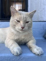 Lost Male Cat last seen Near 12th street, Westminster, CA 92683