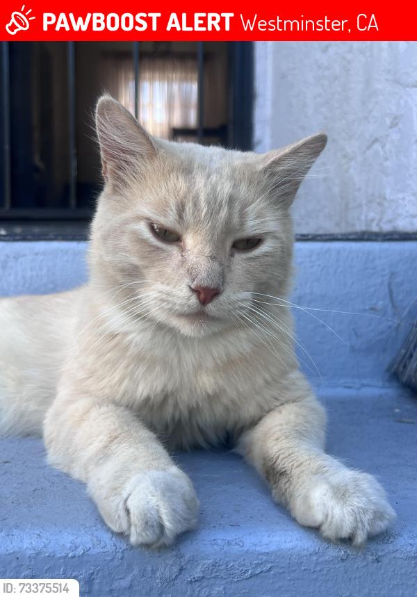 Lost Male Cat last seen Near 12th street, Westminster, CA 92683