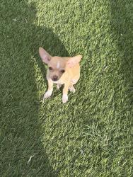 Lost Female Dog last seen Brandywine dr farmers branch tx, Farmers Branch, TX 75234