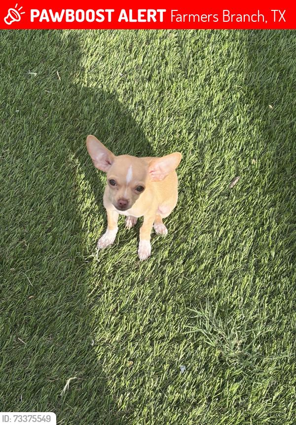 Lost Female Dog last seen Brandywine dr farmers branch tx, Farmers Branch, TX 75234
