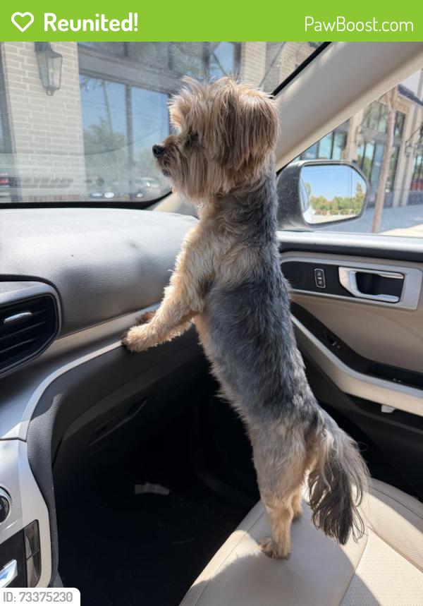 Reunited Female Dog last seen Camberley Ct, Keller, TX 76248, USA, Keller, TX 76248