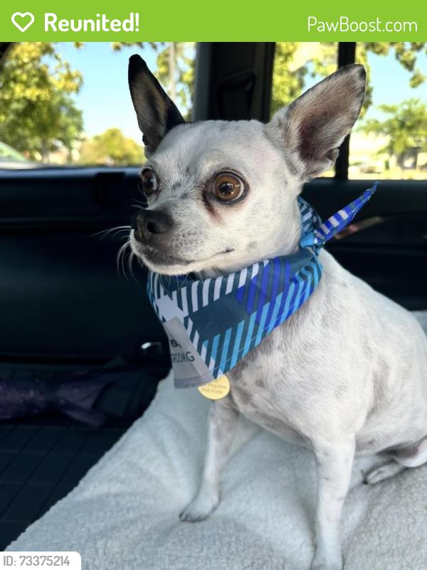Reunited Female Dog last seen Near M Lakesidehills Ct, Granbury, TX 76048