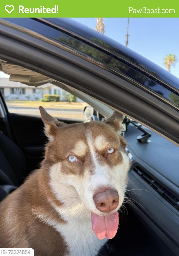 Reunited Female Dog last seen Lassen & Corbin, Los Angeles, CA 91311