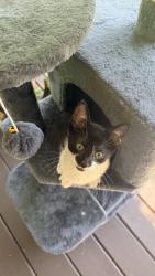 Lost Female Cat last seen Near vista lane, Hampstead, NC 28443