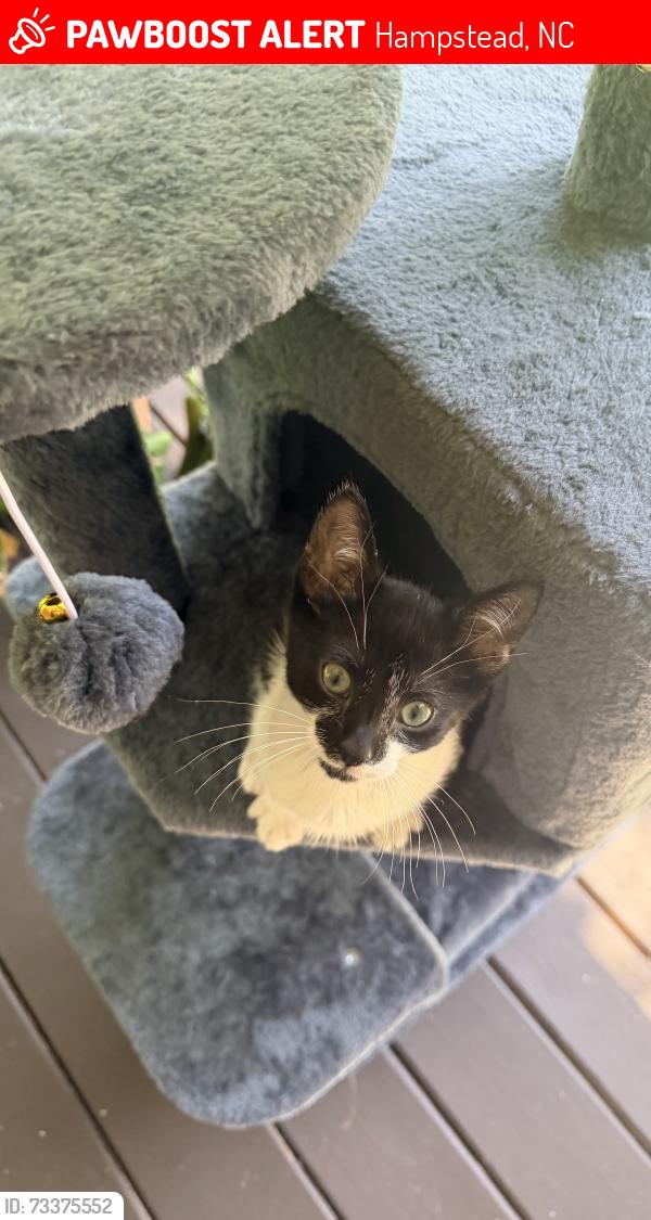 Lost Female Cat last seen Near vista lane, Hampstead, NC 28443