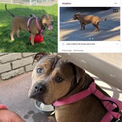 Reunited Female Dog last seen waddell way modesto, Modesto, CA 95357